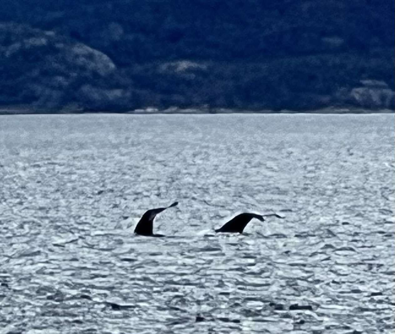 Ushuaia End of the World - Where to See Whales in Argentina